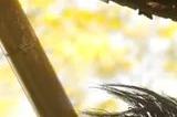 《羊蹄山之魂》向《时之笛》取经：三味线成寻宝罗盘