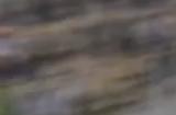 猜猜谁第一!《最终幻想14》赛马联动活动正式开启