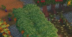 《露玛岛》厨师职业特点介绍