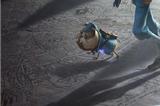 第五人格福尔摩斯联动活动怎么样 第五人格福尔摩斯联动活动一览