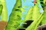 水族模拟器《Fish Games》发行失误提前推出 但收获特别好评
