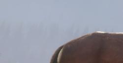 《猎人：荒野的呼唤》蒂阿拉罗瓦动物有什么特点