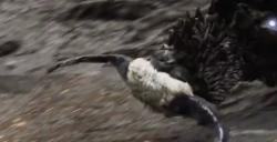 《艾尔登法环》亚坛大道坠星兽物BOSS图鉴