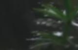 PSSR技术加持 《黑神话：悟空》PS5 Pro版画面表现惊艳