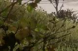 《荒野大镖客2》动物中国环颈雉鸡在哪里找