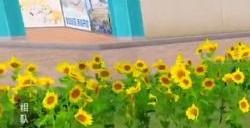 和平精英花圃在哪里 和平精英花圃有什么用