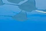 《永恒蔚蓝：流光》“海洋之声”预告 5月2日发售