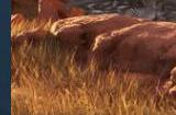 《Ultimate Hunting》Steam页面上线 支持简体中文
