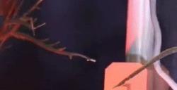 《明末：渊虚之羽》BW混剪视频 活动现场美图赏