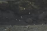 《怪物猎人：荒野》新事件6月上线 可得超可爱艾露猫头盔