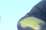 《地狱潜者2》烟雾弹打机器人怎么用