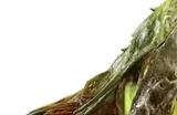 《地狱潜兵2》每日任务怪物是什么 地狱潜者2每日任务相关怪物名称