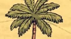 《饥荒海难》椰子树作用介绍