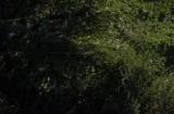 《极限竞速8》庆祝系列20周年 经典赛道富士见山道5月上线