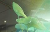 万物清明时 《梦幻西游》手游2023年清明节活动踏青上线!