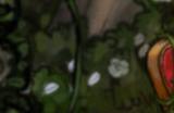 《HABROMANIA》游戏下载网址介绍