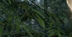 《浪人崛起》Steam版更新上线 降低显存占用量