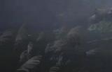 《黑神话：悟空》火铃草怎么获得