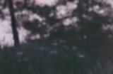 《无限暖暖》雨滴蝶兰在哪