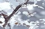 江湖减负迎新岁 九阴真经贺岁新版今日公测