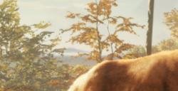 《猎人：荒野的呼唤》育空动物有什么特点