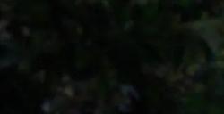 《古墓丽影》新作让玩家忧虑 劳拉变肌肉女失去魅力？