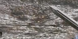 《艾尔登法环》指头遗迹坠星兽物BOSS图鉴