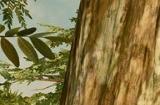 《星空》4K材质包MOD发布 提升风景与植被品质
