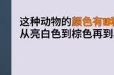 互动游戏《羊驼想知道为什么》登陆Steam 支持中文