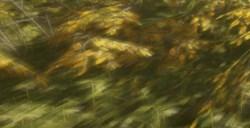 《猎人：荒野的呼唤》夸特罗的欧洲薮兔怎么抓