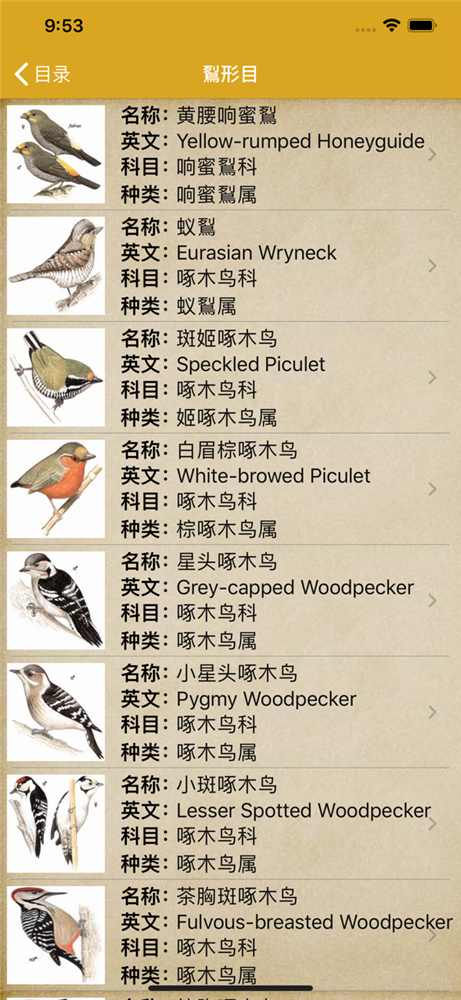 99种鸟的名称图片