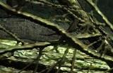 《上古卷轴5：天际》游戏下载网址介绍