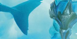电影《海王2：失落的王国》“必承其重”全新预告12月20日上映