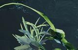 《怪物猎人：荒野》一夜花具体作用介绍