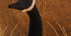 《猎人：荒野的呼唤》夸特罗动物有什么特点