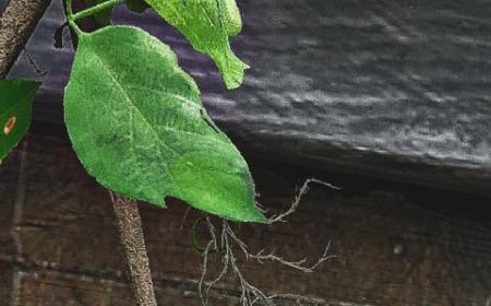 《刺客信条：影》攻略——风暴系统获赞 手机和电脑壁纸下载