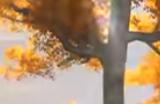 《幻兽帕鲁》强化箭矢获得方法介绍