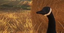 《猎人：荒野的呼唤》雷文图里的绿翅鸭怎么抓