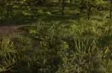 《荒野大镖客2》蜂鸟鼠尾草卡片在哪里获得