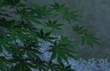 育碧老总宣布计划重制多款经典刺客信条游戏