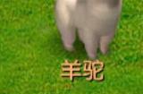 梦幻西游怎么养羊驼