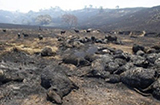 澳洲大火燃烧四个月，山火烟雾蔓延至南美