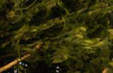 《幻兽帕鲁》推出0.1.4.1更新 修复翠叶鼠雕像反效果等问题