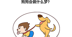 最强大脑3第8关攻略  狗狗会做什么梦
