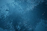 海洋探索游戏《鲸葬》上线Steam页面预计将于9月发售
