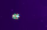 《Star Birds》下载安装教程介绍