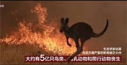 澳大利亚山火已肆虐4个月，超2万只考拉死亡，5亿只动物丧生澳大利亚山火