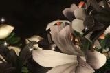 ff142.0全友好部族坐骑怎么获得 ff142.0全友好部族坐骑获得方法一览