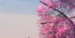 百花诞辰!《新倩女幽魂》花朝节活动盛大开场