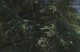 《原始袭变》有望与《恐龙危机》进行联动